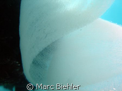Eggs of nudibranch, macro cybershot sony T5 by Marc Biehler 